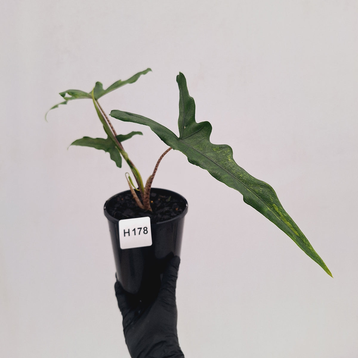 Alocasia sp. 'Sabrina' Aurea – Enliven Plants