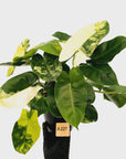 Philodendron Burle Marx variegata