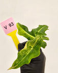 Alocasia portei Malaysian Monster Variegata - Bare Bottom Baby - SALE