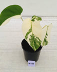 Monstera borsigiana 'Albo'