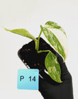 Monstera borsigiana 'Albo' - SALE