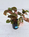 Syngonium podophyllum ' Strawberry Ice Galaxy'