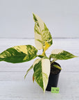 Philodendron imperial green variegata