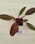 Philodendron 'Orange Princess' 70mm
