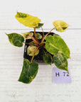 Philodendron billietiae Variegata