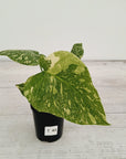 Monstera deliciosa Thai Constellation Sports