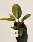 Philodendron 'Rojo Congo Variegated' - SALE