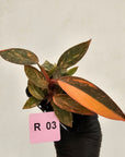Philodendron 'Orange Princess' 70mm