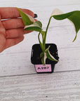 Monstera borsigiana 'Albo' - SALE