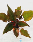 Homalomena rubescens Flaming Red Variegata