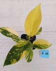 Philodendron Green Congo Variegata (Nuclear)