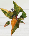Philodendron erubescens Strawberry Shake