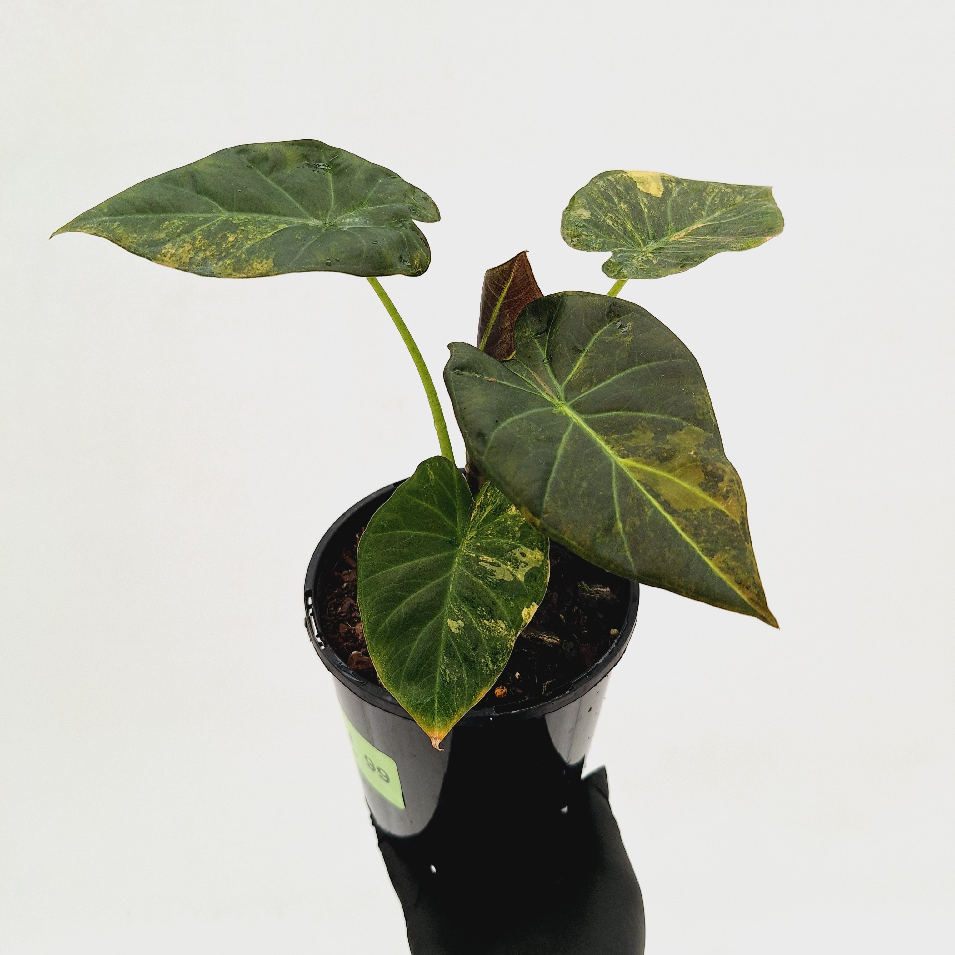 Alocasia 'Regal Shields'  variegata