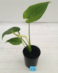 Monstera Deliciosa 'Mint'