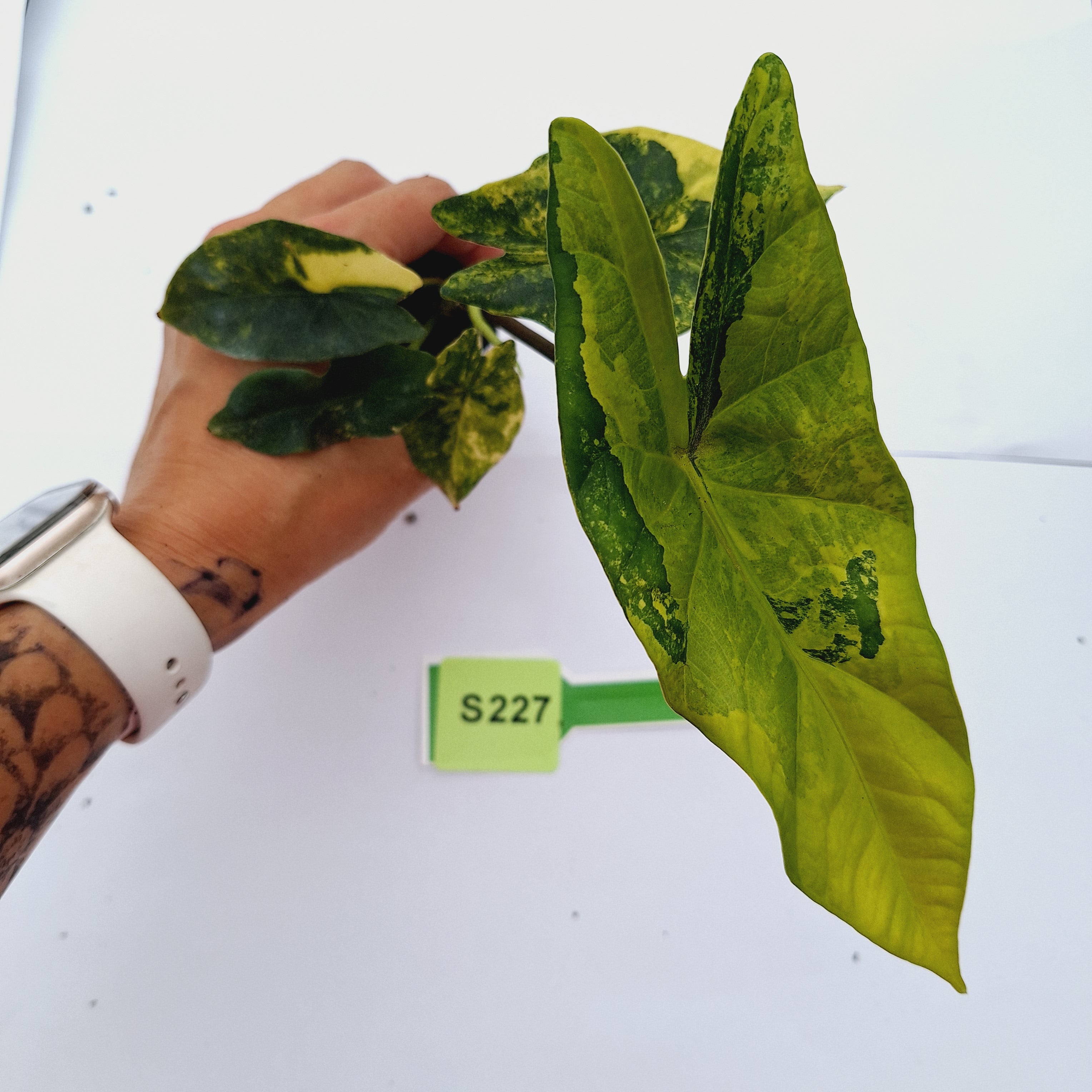 Alocasia ‘Simpo Aurea’ Variegata - Bare Bottom Baby