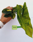 Alocasia ‘Simpo Aurea’ Variegata - Bare Bottom Baby