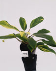 Homalomena Tropical Green Variegata -sale