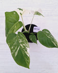 Monstera borsigiana 'Albo'