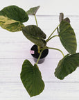 Alocasia ‘wentii’ Variegated - Sale