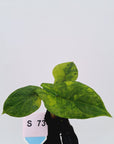 Alocasia scalprum Variegata-Bare Bottom Baby