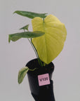 Monstera Deliciosa 'Mint' - SALE