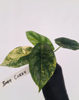 Alocasia sinuata Variegata - Bare Bottom Baby