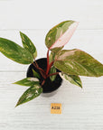 Philodendron 'Pink Princess Galaxy Marble' Sport - Perfectly Imperfect