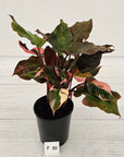 Homalomena rubescens Flaming Red Variegata