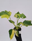 Philodendron warscewiczii Gold Variegata