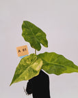 Alocasia Portora Variegata - Bare Bottom Baby