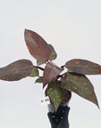 Philodendron 'Orange Princess' - FLASH SALE