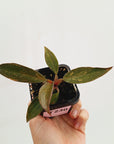 Philodendron 'Orange Princess'