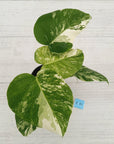Monstera borsigiana 'Albo'