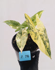 Alocasia ‘Simpo Aurea’ Variegata