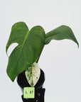 Monstera Deliciosa 'Mint'