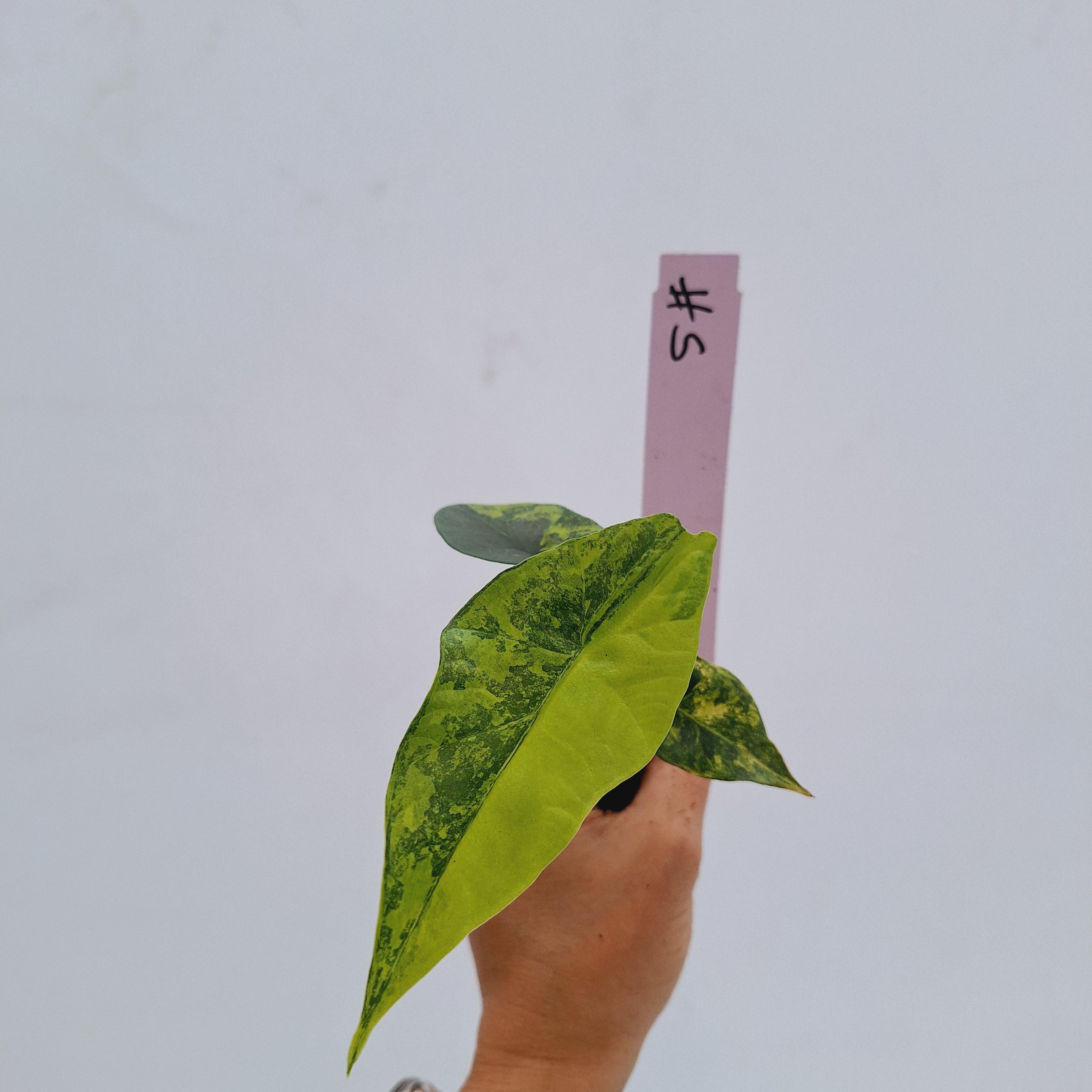 Alocasia ‘Simpo Aurea’ Variegata - Bare Bottom Baby