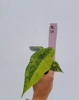 Alocasia ‘Simpo Aurea’ Variegata - Bare Bottom Baby