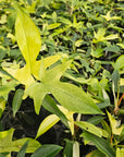 Philodendron pedatum 'Florida Ghost'