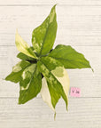 Aglaonema modestum variegata