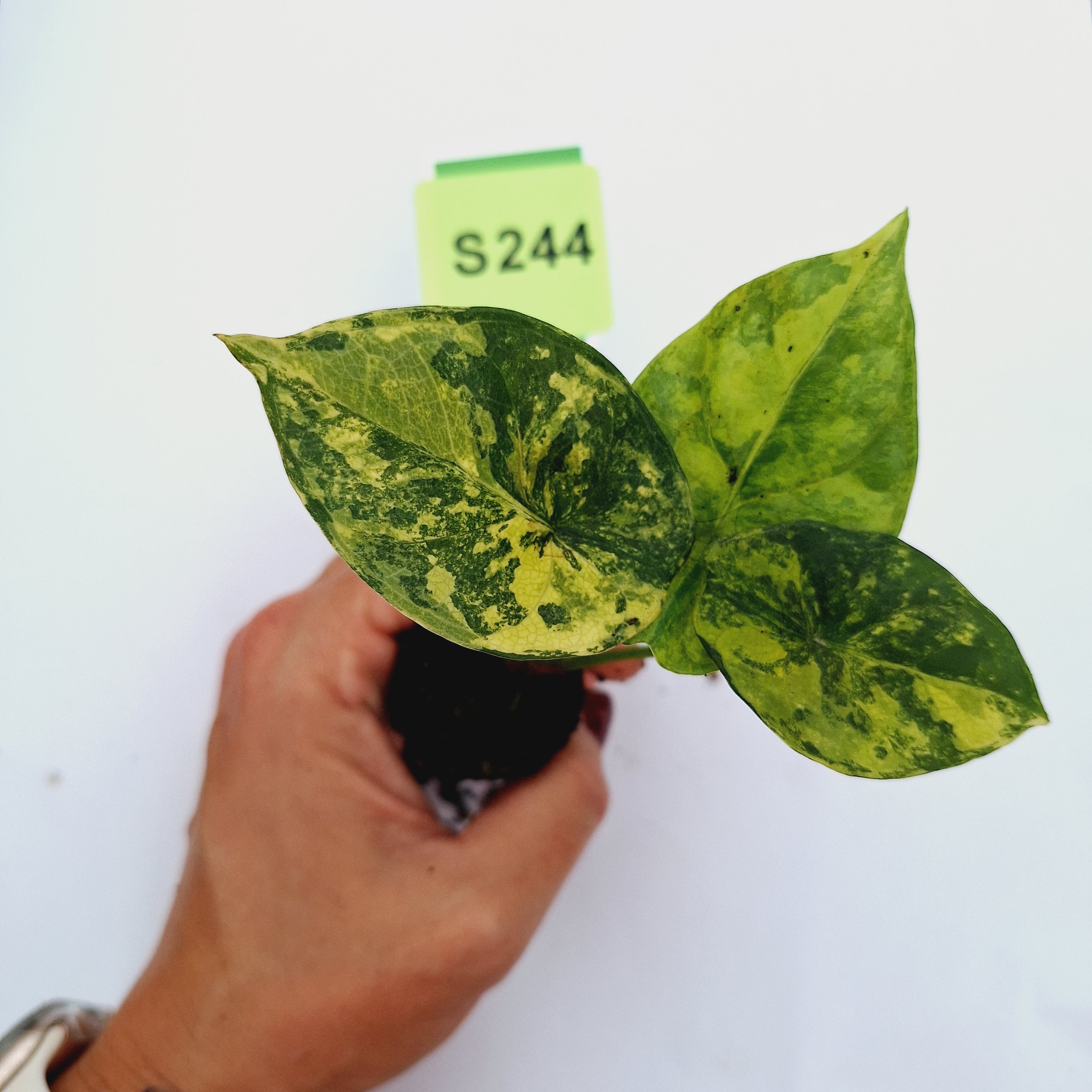 Alocasia sinuata 'Quilted Dream' Variegata - Bare Bottom Baby