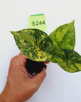 Alocasia sinuata 'Quilted Dream' Variegata - Bare Bottom Baby