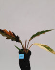 Philodendron serratum 'Caramel Marble' -flash sale
