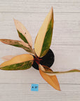 Philodendron erubescens Strawberry Shake - SALE