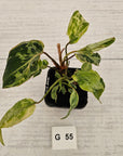Philodendron gloriosum 'Snow Leopard'