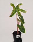 Alocasia 'Morocco' Variegated - SALE