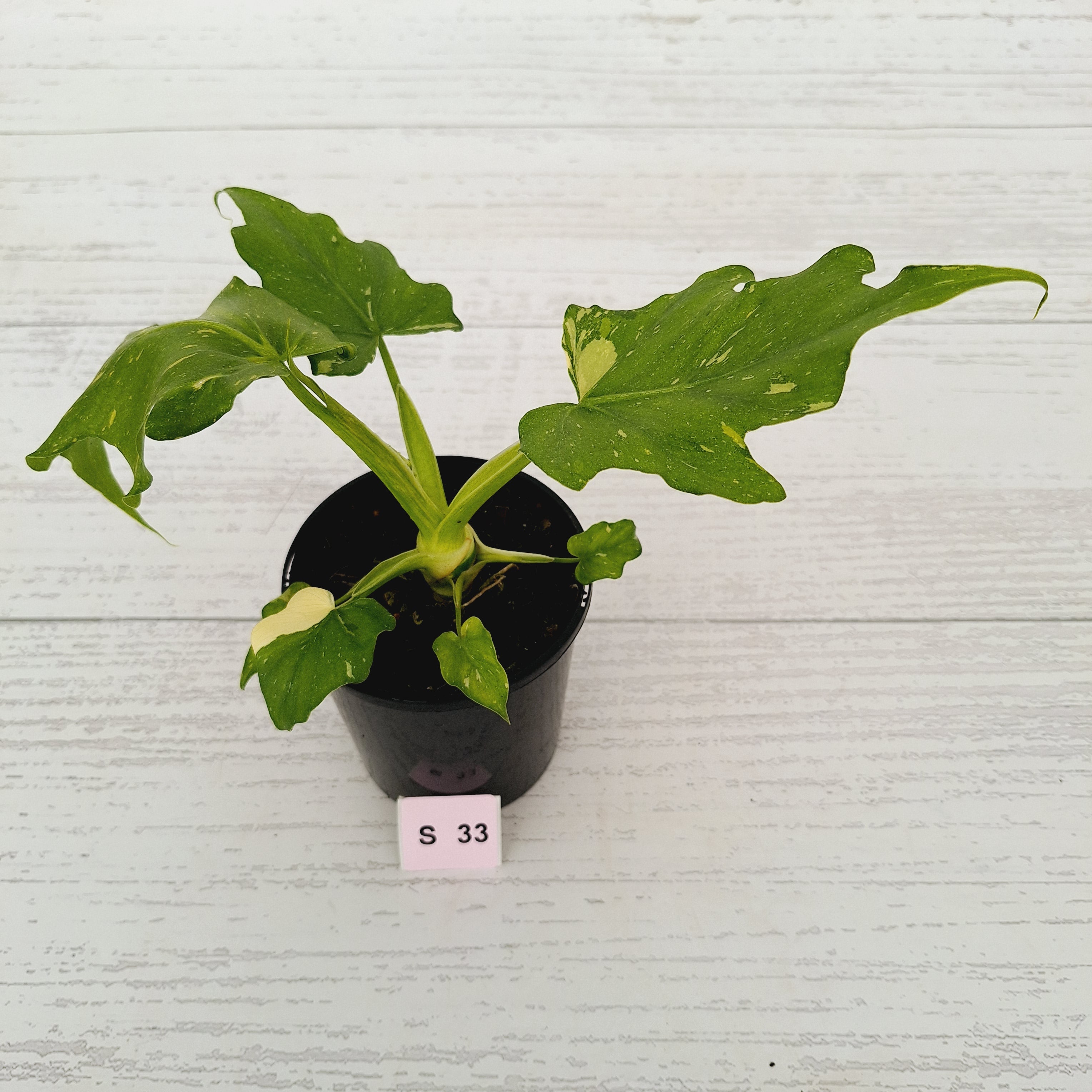 Philodendron warscewiczii Gold Variegata
