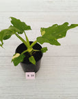 Philodendron warscewiczii Gold Variegata