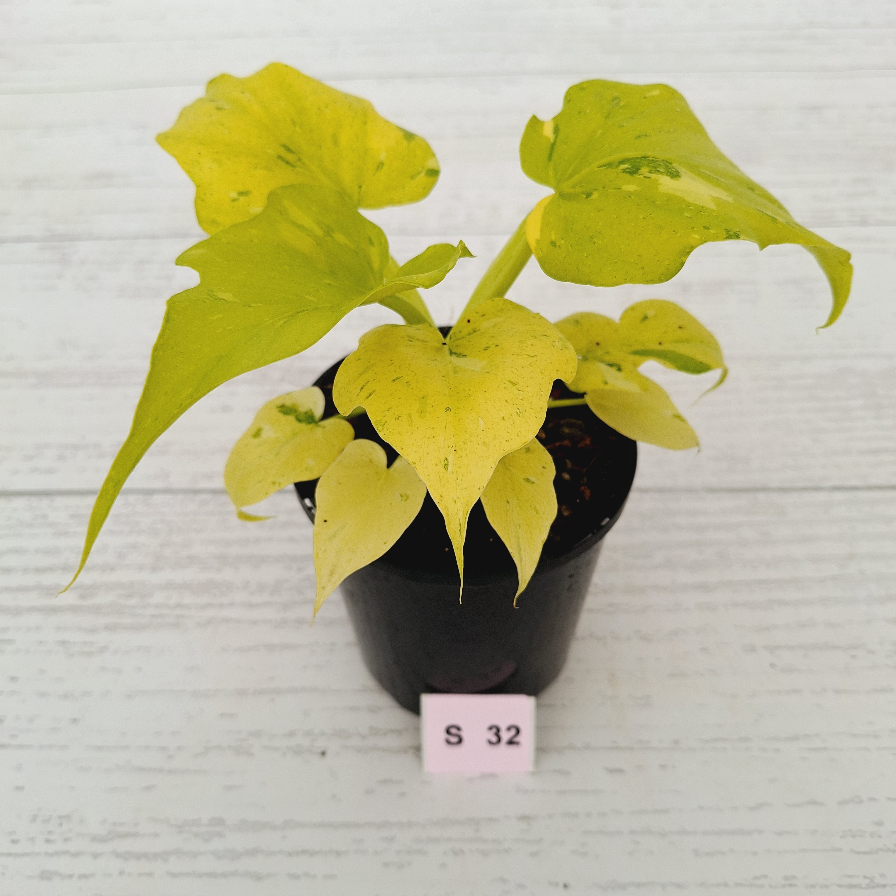 Philodendron warscewiczii Gold Variegata