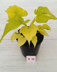 Philodendron warscewiczii Gold Variegata