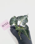Alocasia ‘Loco’- Bare Bottom Baby - SALE